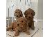 PoulaTo: Εκπληκτικά κουτάβια Goldendoodle